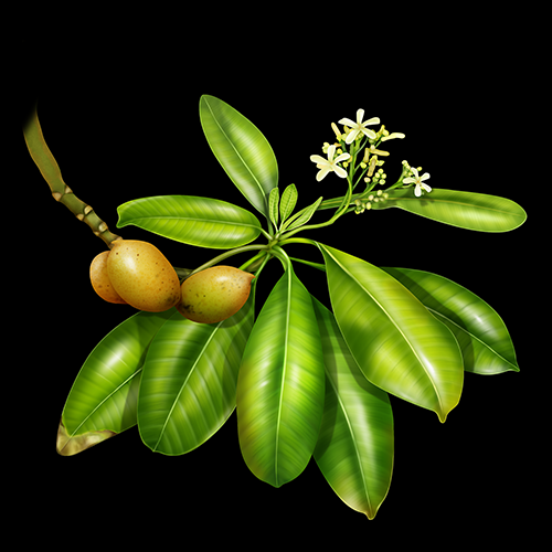 Neisosperma oppositifolium