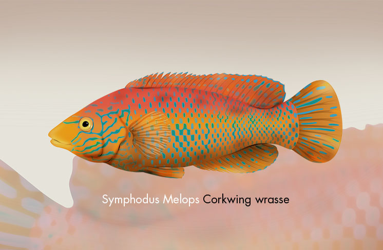 Ilustración de Symphodus Melops