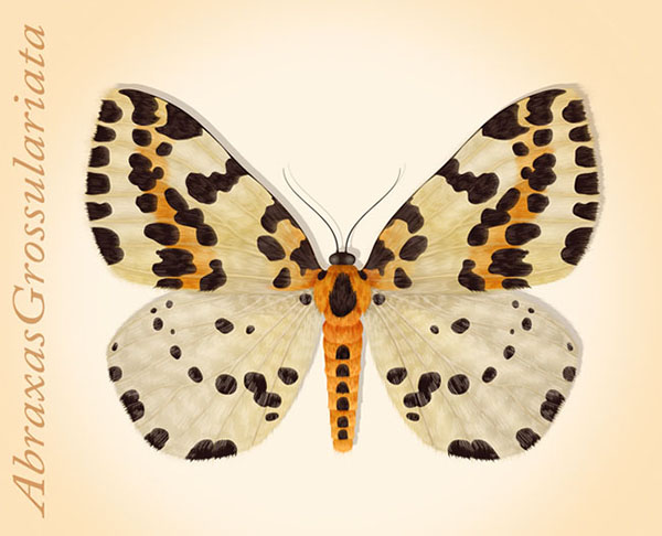 Magpie Moth