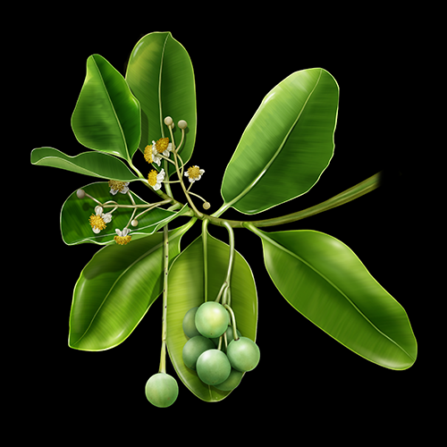 calophyllum inophyllum