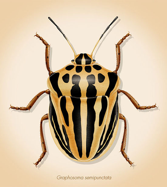 Striped shield bugs