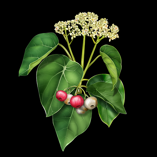 hernandia nymphaeifolia