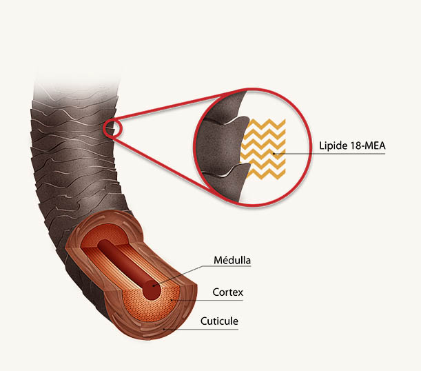 Fisiología del cabello