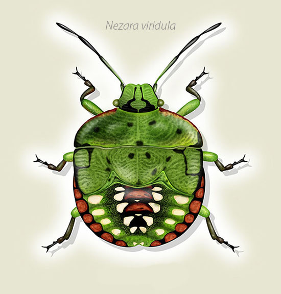 Southern green stink bug