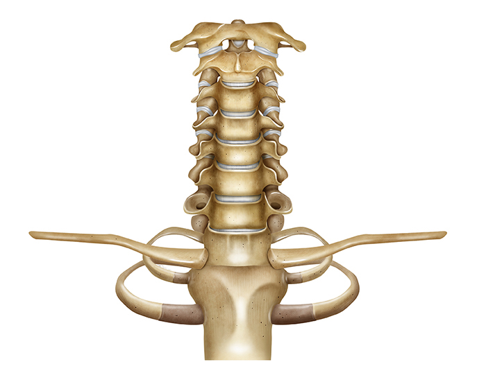 Trilobites Tricrepicephalus illustration